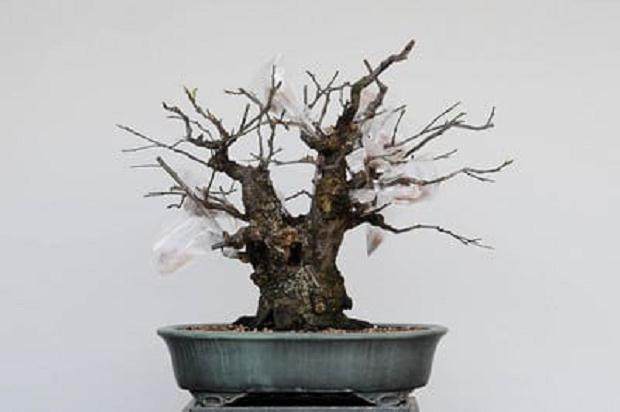 图解 梅花盆景怎么嫁接翻盆的15个过程