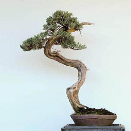 西方杜松盆景怎么翻盆的16个过程