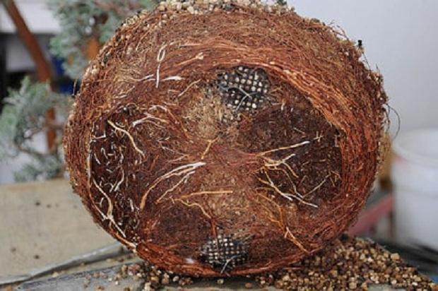 西方杜松盆景怎么翻盆的16个过程