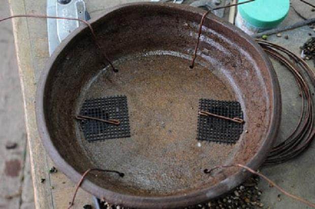 西方杜松盆景怎么翻盆的16个过程