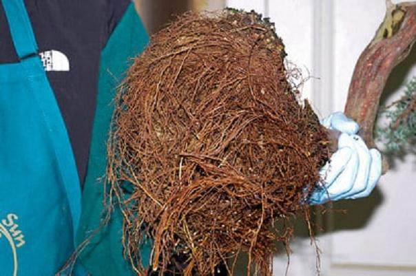 西方杜松盆景怎么翻盆的16个过程