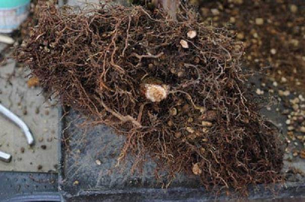 西方杜松盆景怎么翻盆的16个过程