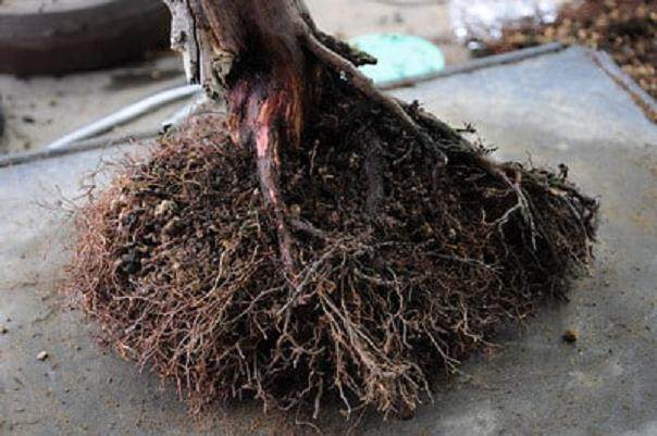 西方杜松盆景怎么翻盆的16个过程