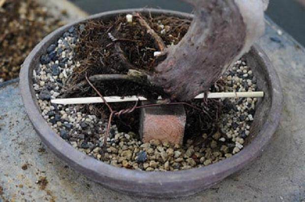 西方杜松盆景怎么翻盆的16个过程