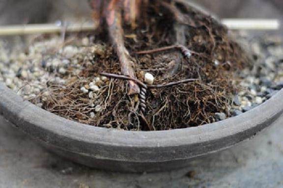 西方杜松盆景怎么翻盆的16个过程