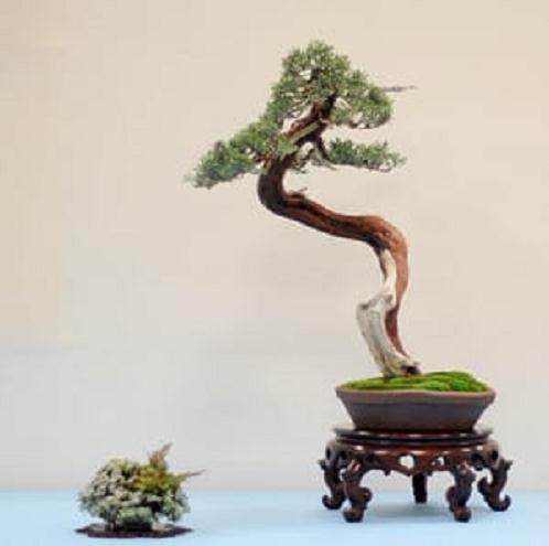 西方杜松盆景怎么翻盆的16个过程