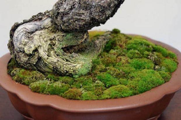 怎么制作盆景苔藓的15个过程