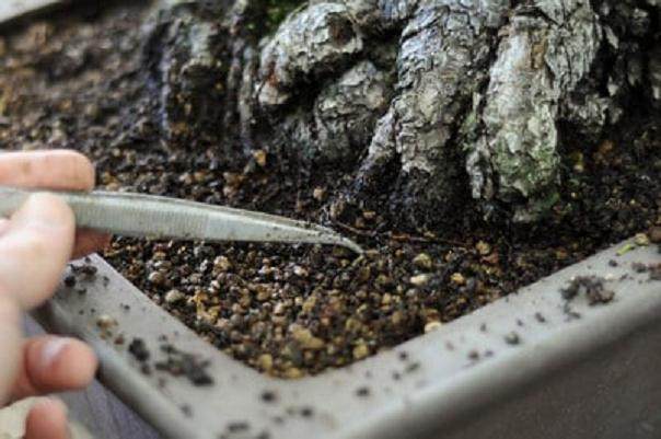 怎么制作盆景苔藓的15个过程