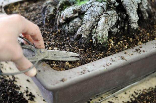 怎么制作盆景苔藓的15个过程