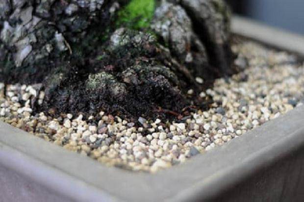 怎么制作盆景苔藓的15个过程