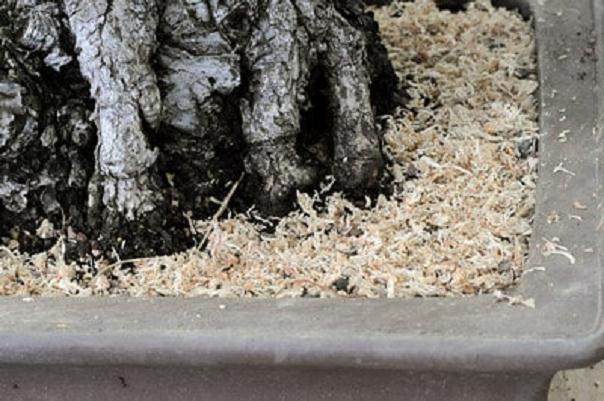 怎么制作盆景苔藓的15个过程