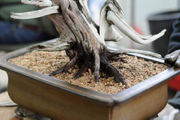 怎么制作盆景苔藓的15个过程