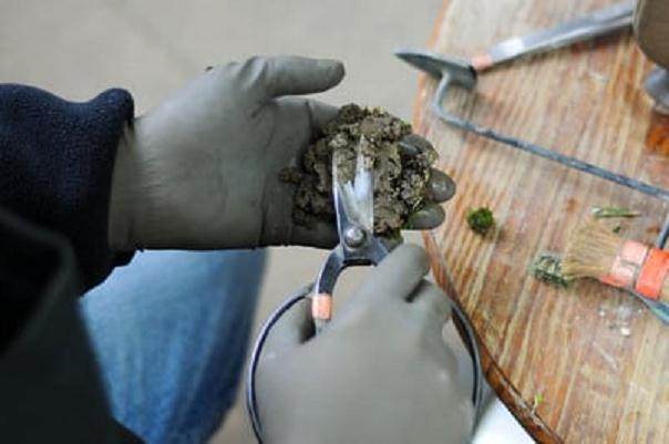 怎么制作盆景苔藓的15个过程