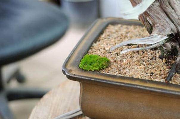 怎么制作盆景苔藓的15个过程