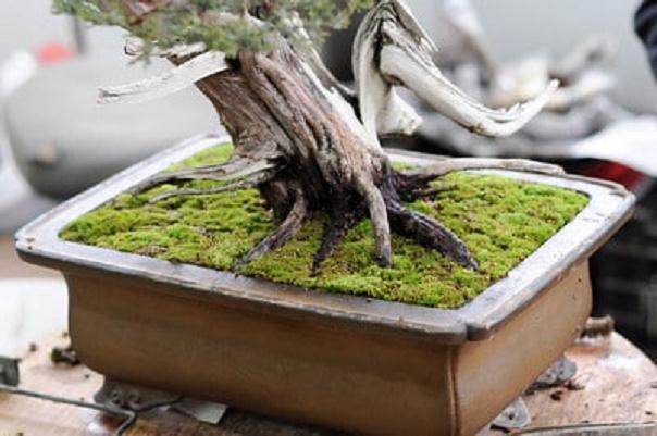 怎么制作盆景苔藓的15个过程