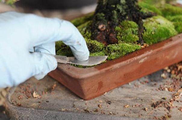 怎么制作盆景苔藓的15个过程