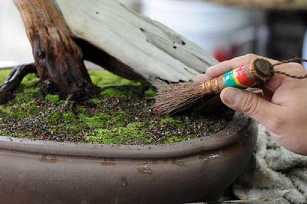 怎么制作盆景苔藓的15个过程