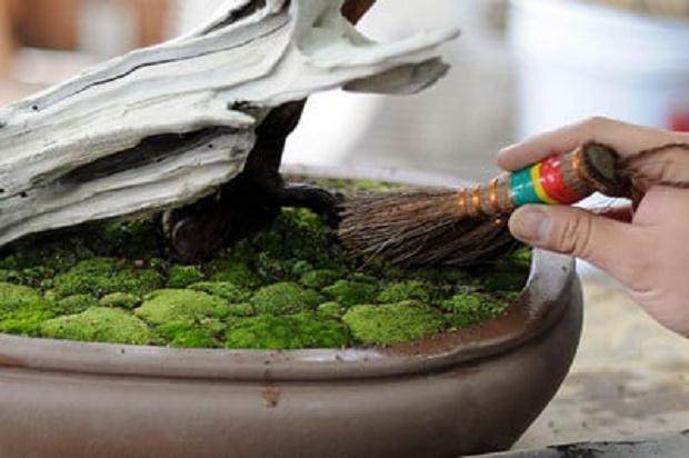 怎么制作盆景苔藓的15个过程