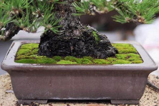 怎么制作盆景苔藓的15个过程