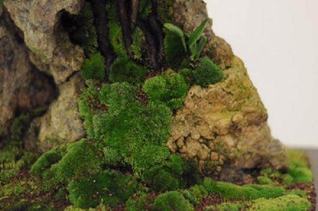 怎么制作盆景苔藓的15个过程