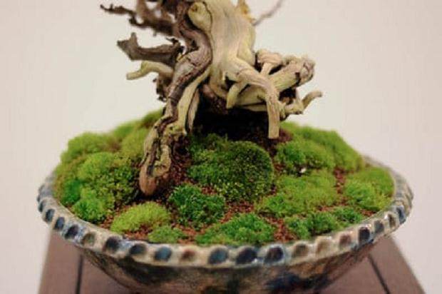 怎么制作盆景苔藓的15个过程