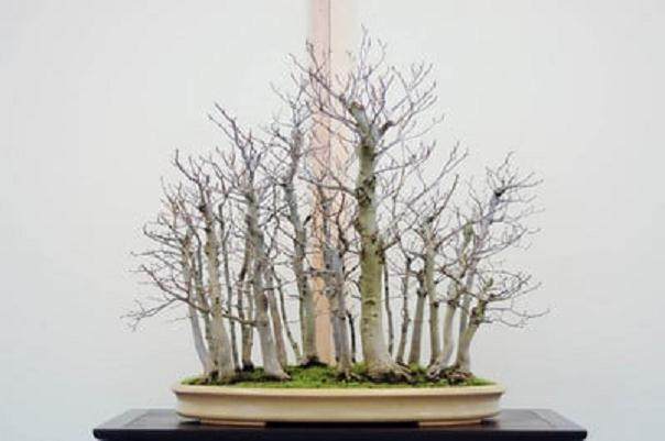 图解 丛林盆景怎么制作的8个过程