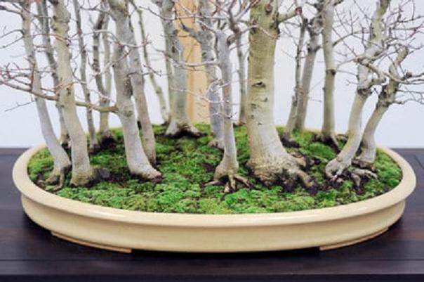 图解 丛林盆景怎么制作的8个过程