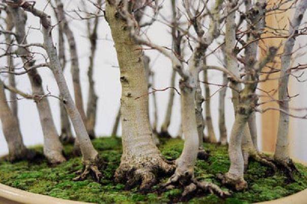 图解 丛林盆景怎么制作的8个过程