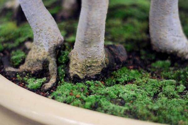 图解 丛林盆景怎么制作的8个过程