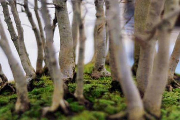 图解 丛林盆景怎么制作的8个过程