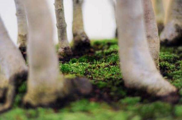 图解 丛林盆景怎么制作的8个过程