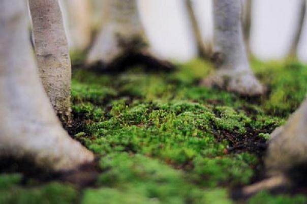 图解 丛林盆景怎么制作的8个过程