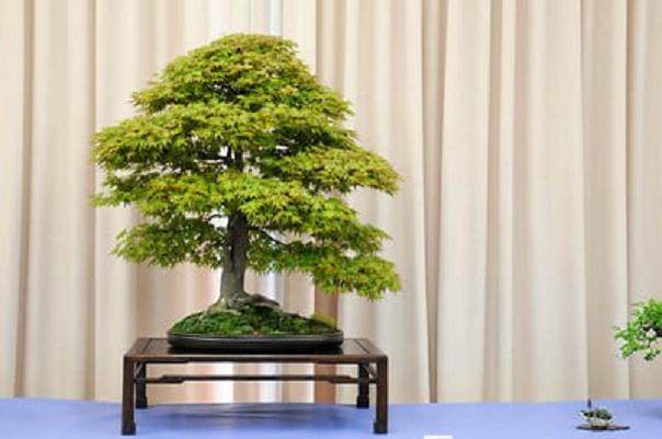 湾区盆景协会在加州奥克兰举办了第28届年度展会