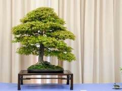 湾岛盆景协会在加州奥克兰举办了第28届年度展会