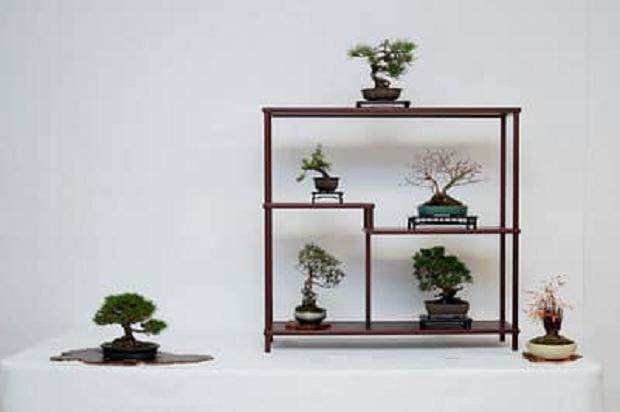 美国加州Shohin盆景研讨会