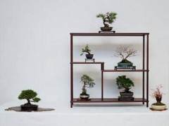 美国加州Shohin盆景研讨会