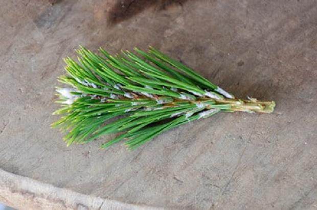 图解 黑松盆景怎么树干嫁接的方法