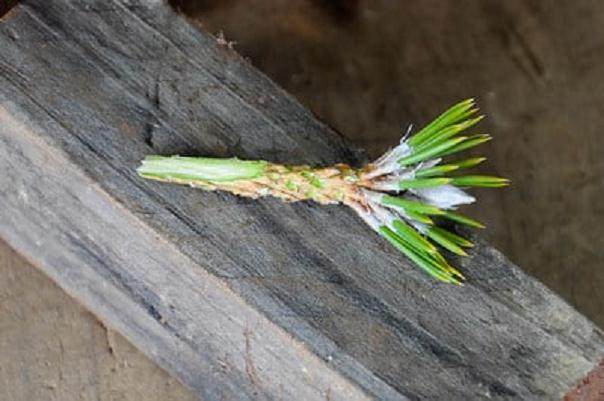 图解 黑松盆景怎么树干嫁接的方法