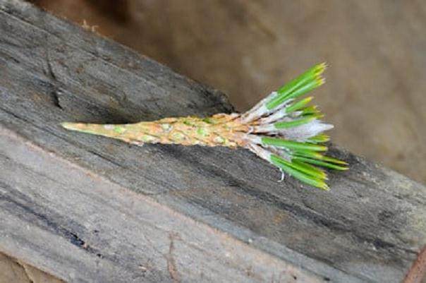 图解 黑松盆景怎么树干嫁接的方法