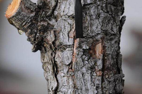 图解 黑松盆景怎么树干嫁接的方法