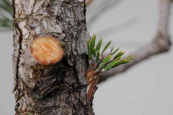 图解 黑松盆景怎么树干嫁接的方法