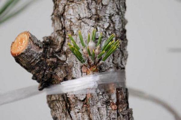 图解 黑松盆景怎么树干嫁接的方法