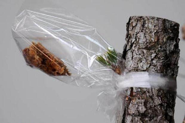 图解 黑松盆景怎么树干嫁接的方法