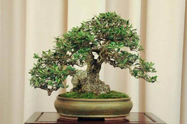 湾区盆景协会第28届年度展会