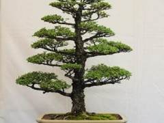 湾岛盆景协会第28届年度展会