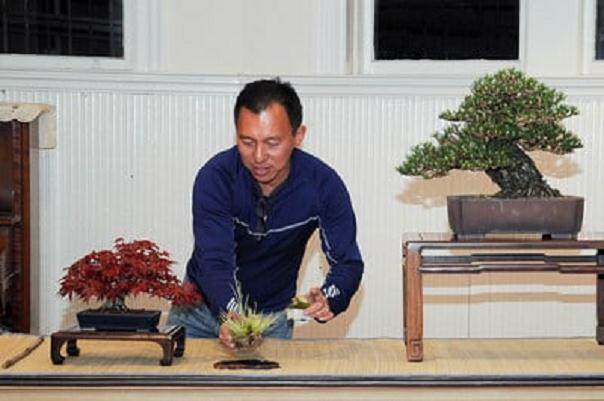 湾岛盆景的年度展览每年在1月举行
