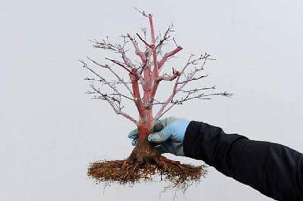图解 日本枫树盆景怎么翻盆的13个步骤