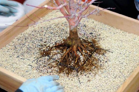 图解 日本枫树盆景怎么翻盆的13个步骤