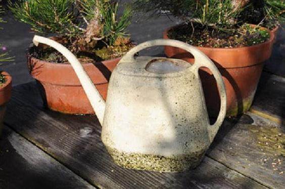 如何用鱼乳给盆景施肥?