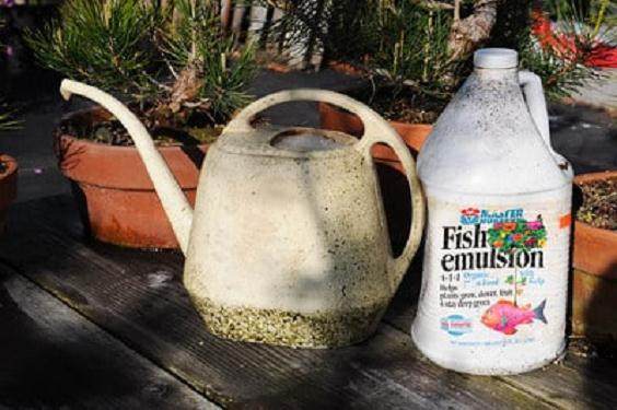 如何用鱼乳给盆景施肥的方法